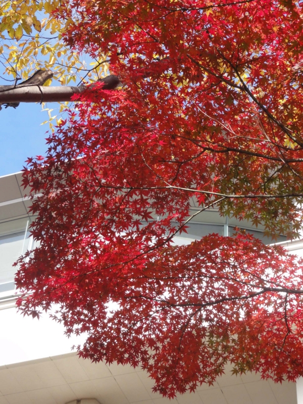 f:id:ujikenorio:20121115124601j:image