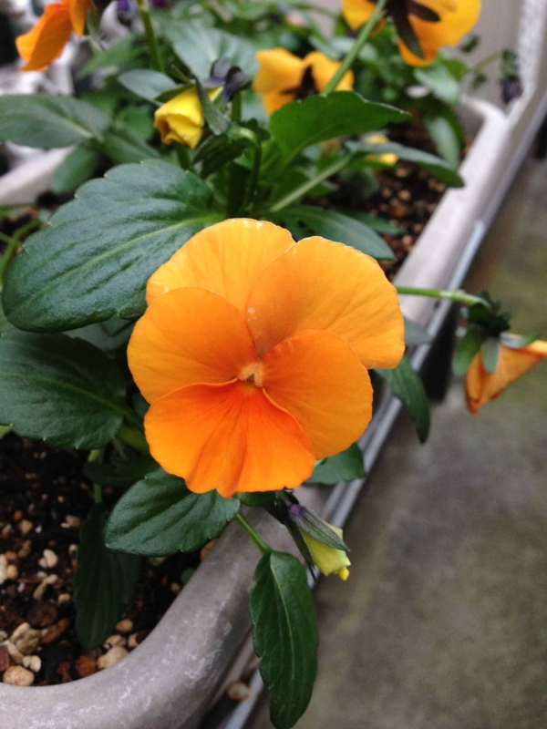 f:id:ujikenorio:20121229155821j:image