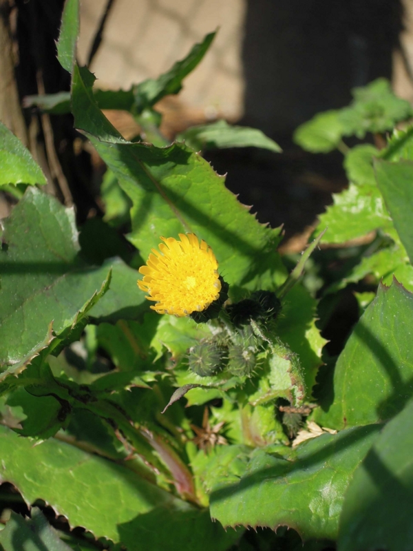 f:id:ujikenorio:20130305154133j:image