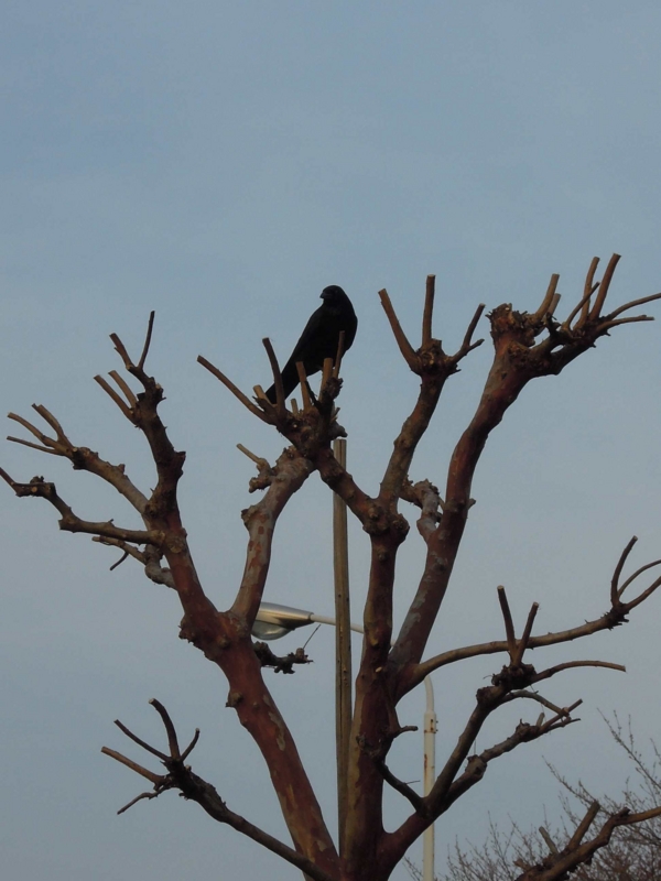 f:id:ujikenorio:20130317170620j:image