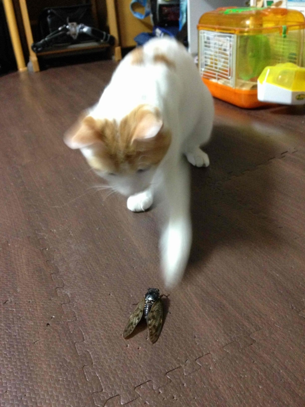 f:id:ujikenorio:20130828190608j:image