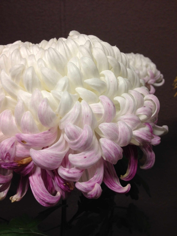 f:id:ujikenorio:20131123013120j:image f:id:ujikenorio:20131123013120j:image