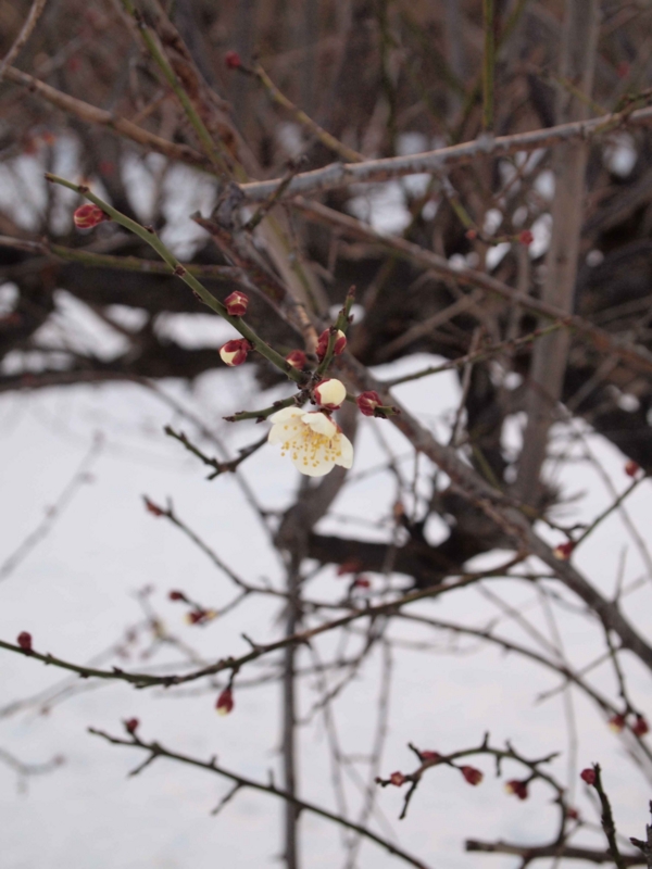 f:id:ujikenorio:20140209163950j:image f:id:ujikenorio:20140209163950j:image