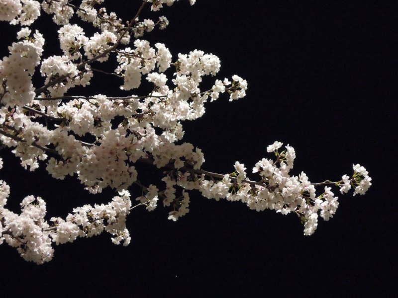 f:id:ujikenorio:20140402001434j:image f:id:ujikenorio:20140402001434j:image