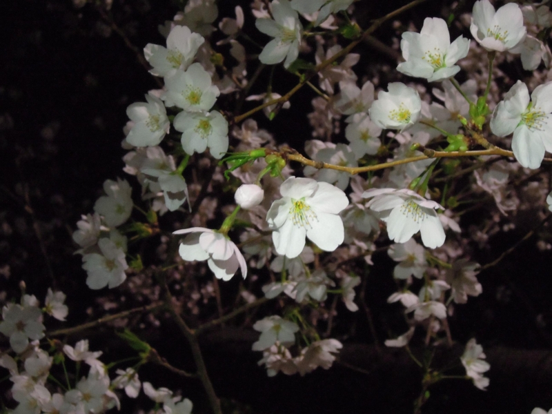 f:id:ujikenorio:20140402002921j:image f:id:ujikenorio:20140402002921j:image