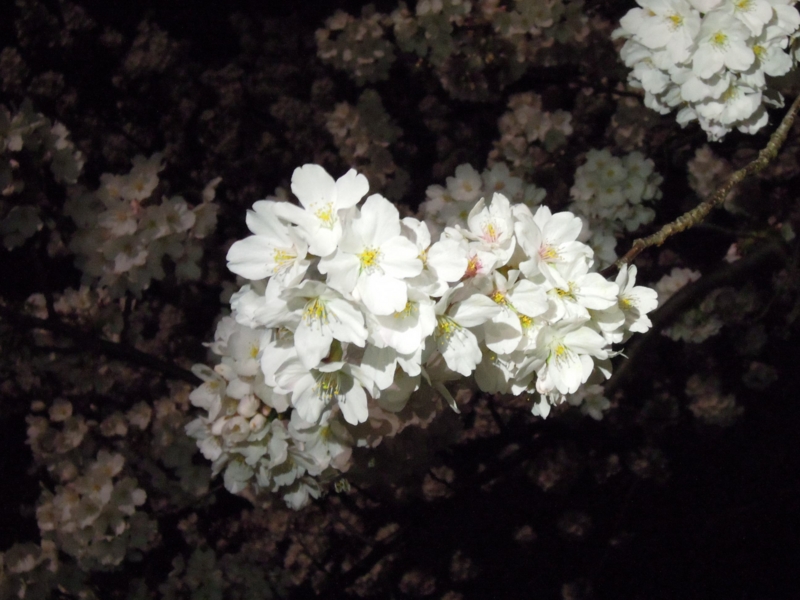 f:id:ujikenorio:20140402003040j:image f:id:ujikenorio:20140402003040j:image