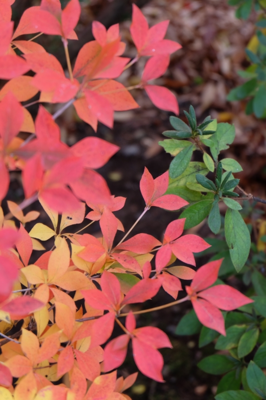 f:id:ujikenorio:20141128141522j:image f:id:ujikenorio:20141128141522j:image