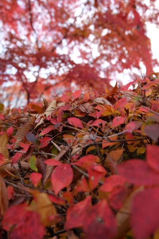 f:id:ujikenorio:20141128141534j:image f:id:ujikenorio:20141128141534j:image