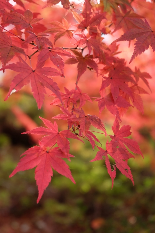 f:id:ujikenorio:20141128141654j:image f:id:ujikenorio:20141128141654j:image