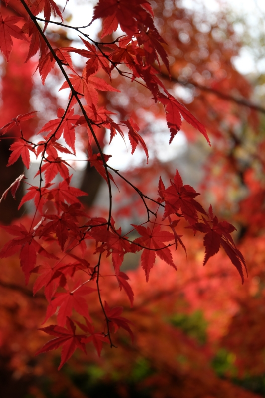 f:id:ujikenorio:20141128141742j:image f:id:ujikenorio:20141128141742j:image