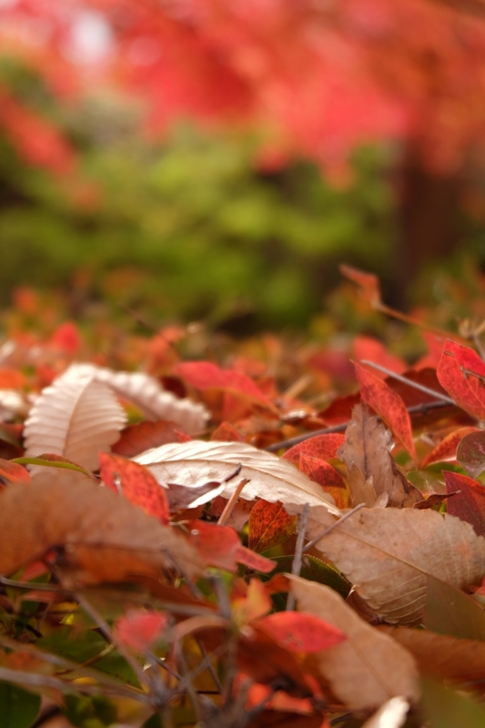 f:id:ujikenorio:20141128141801j:image f:id:ujikenorio:20141128141801j:image