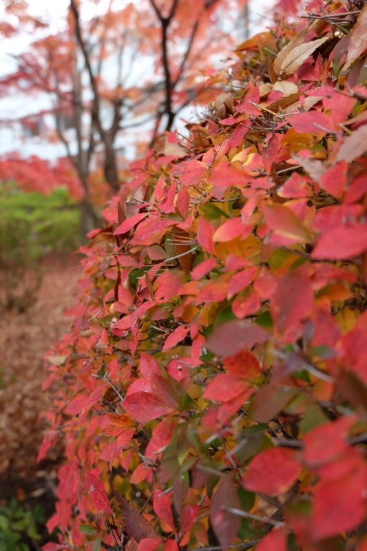 f:id:ujikenorio:20141128142056j:image f:id:ujikenorio:20141128142056j:image