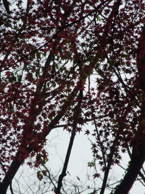 f:id:ujikenorio:20161126181928j:image