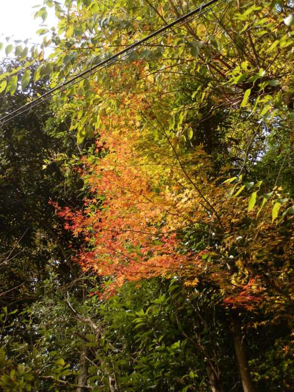 f:id:ujikenorio:20161126182311j:image