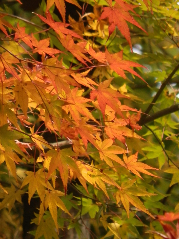 f:id:ujikenorio:20161126182312j:image