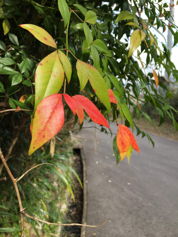 f:id:ujikenorio:20161126182537j:image