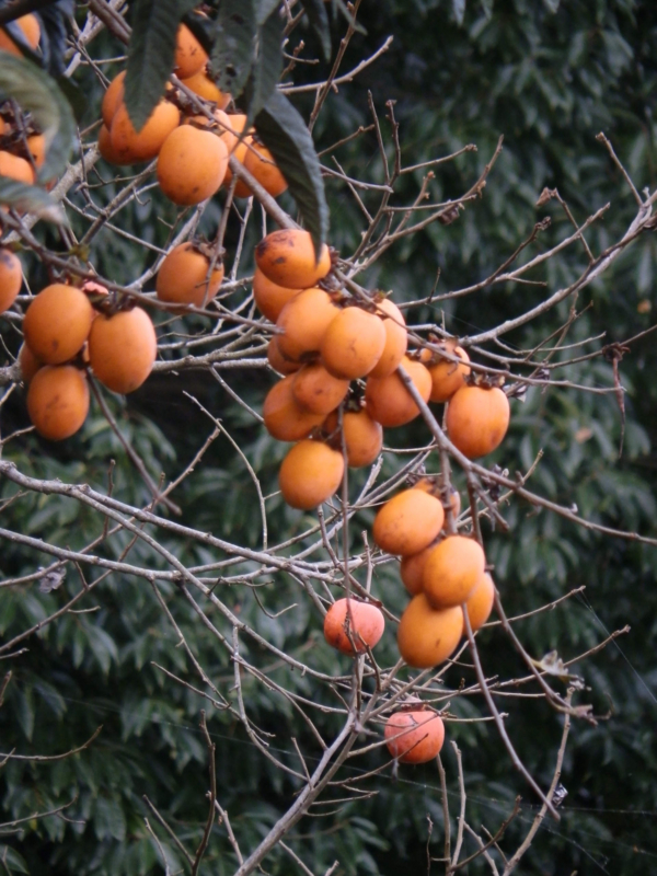 f:id:ujikenorio:20161126182538j:image