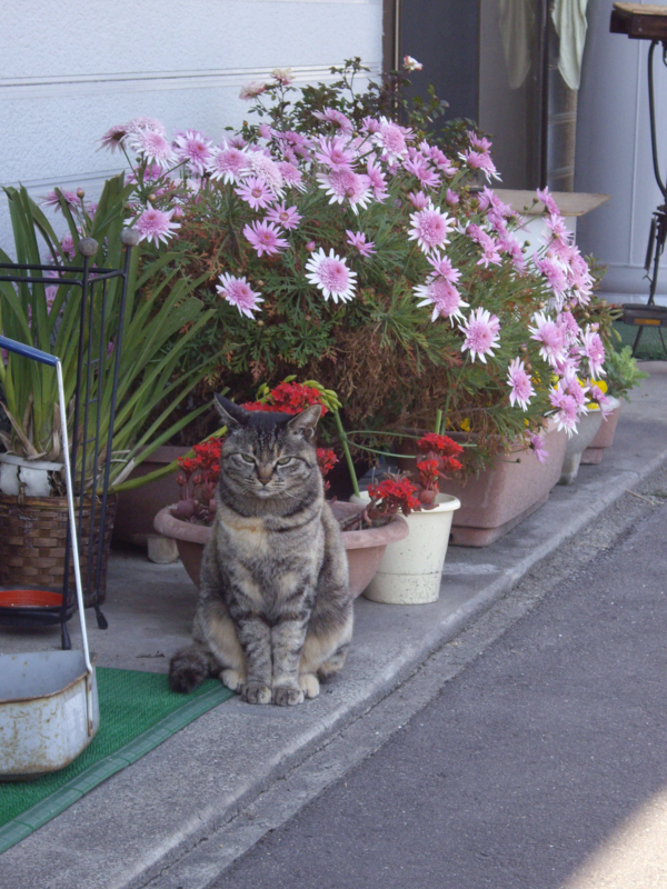 f:id:ujikenorio:20170409005216j:image f:id:ujikenorio:20170409005216j:image