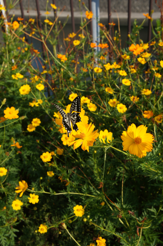 f:id:ujikenorio:20170830005718j:image