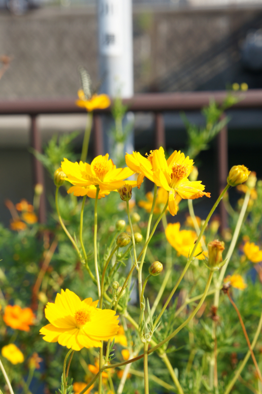 f:id:ujikenorio:20170830005732j:image