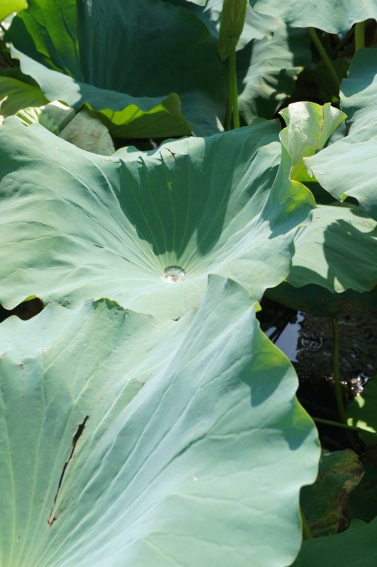 f:id:ujikenorio:20170830130521j:image