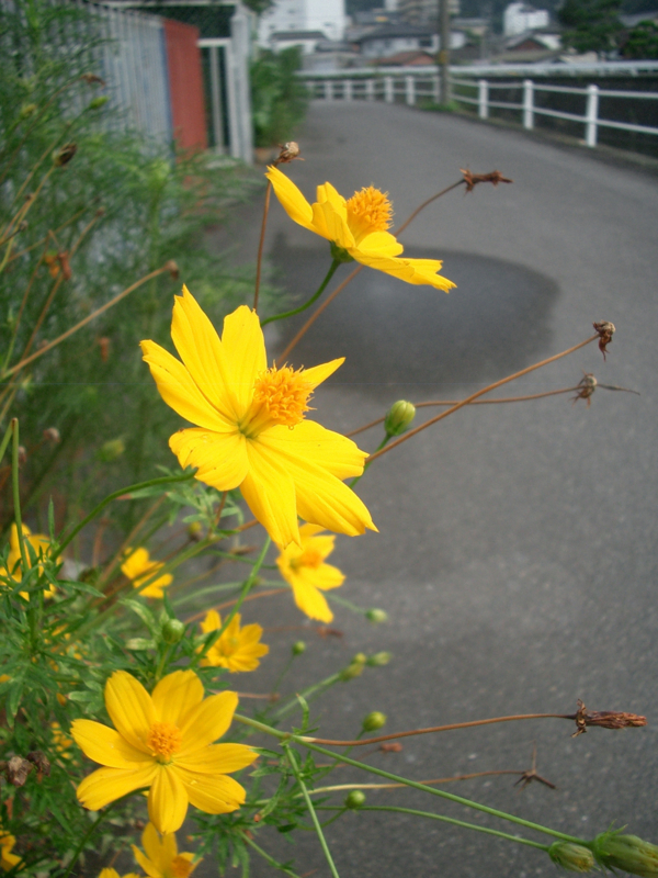 f:id:ujikenorio:20170906151501j:image f:id:ujikenorio:20170906151501j:image