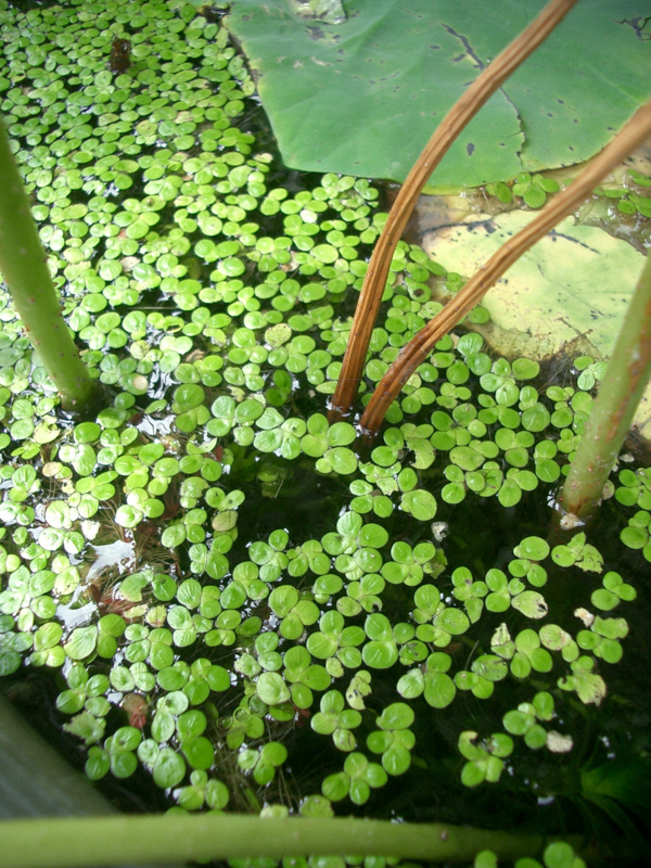 f:id:ujikenorio:20170906151713j:image f:id:ujikenorio:20170906151713j:image