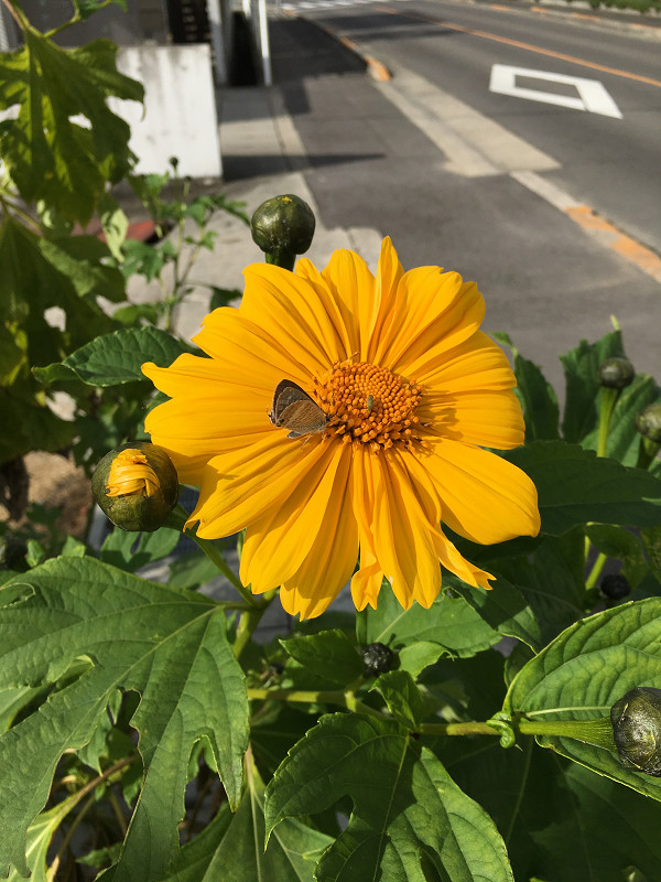 f:id:ujikenorio:20180219195829j:image