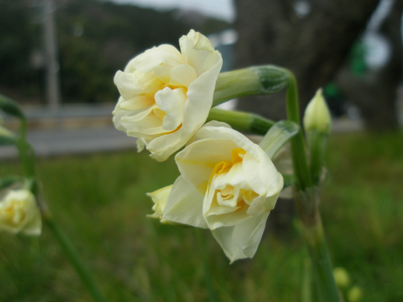 f:id:ujikenorio:20180225220904j:image