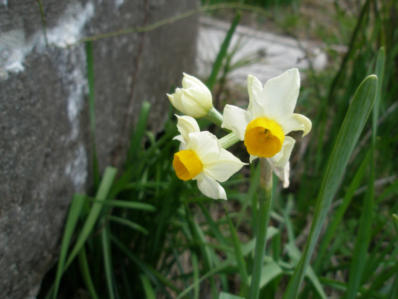 f:id:ujikenorio:20180225220912j:image