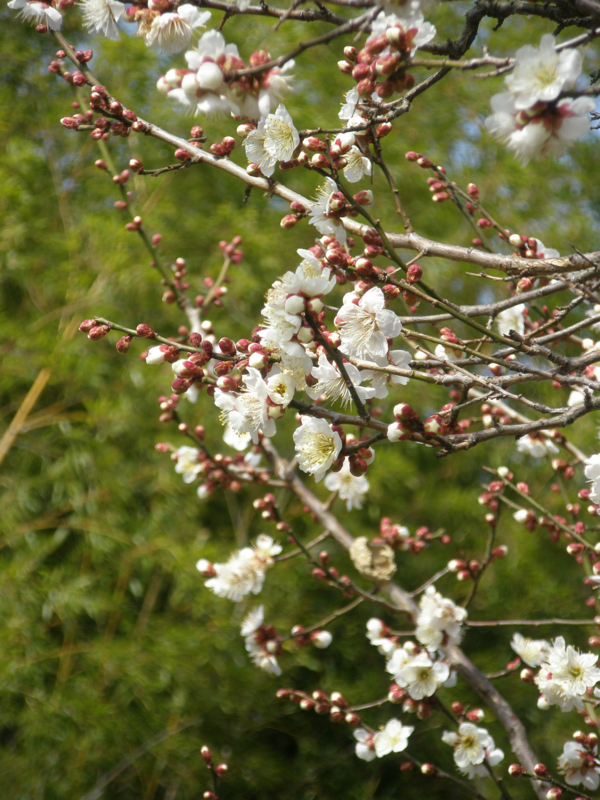 f:id:ujikenorio:20180225222726j:image