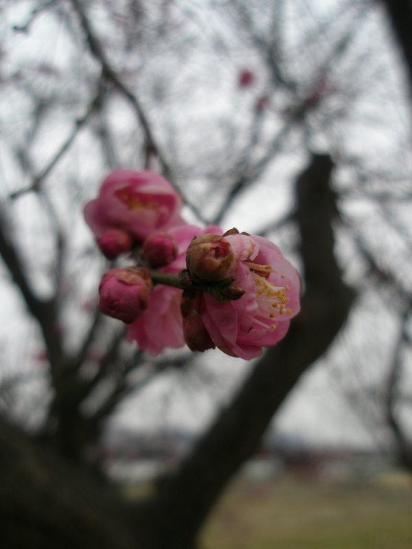 f:id:ujikenorio:20180225222735j:image