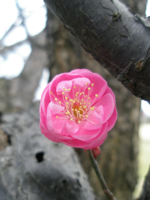 f:id:ujikenorio:20180225222743j:image