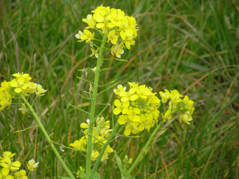 f:id:ujikenorio:20180225222759j:image