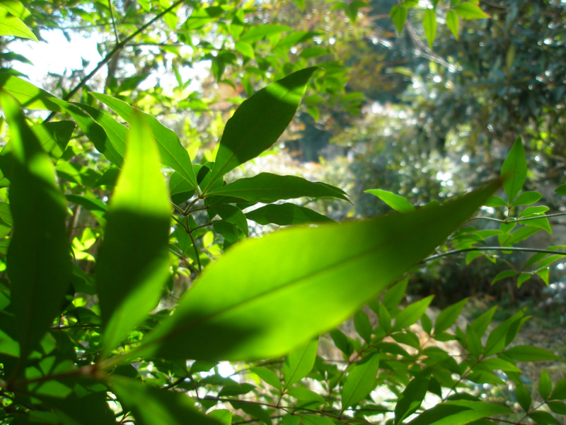 f:id:ujikenorio:20180225223607j:image