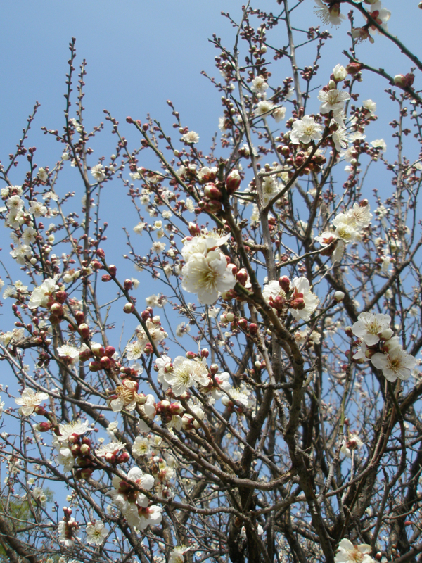 f:id:ujikenorio:20180225223615j:image