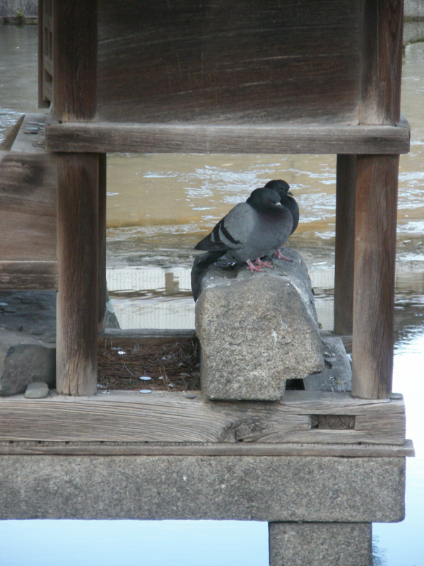 f:id:ujikenorio:20180225224620j:image