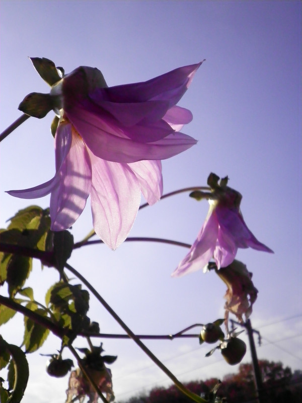 f:id:ujikenorio:20180401191918j:image f:id:ujikenorio:20180401191918j:image