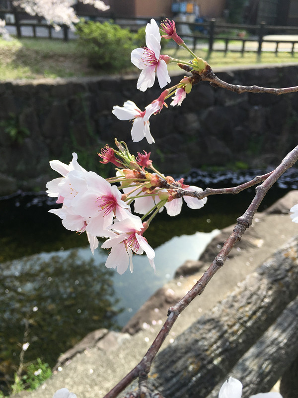 f:id:ujikenorio:20180401192135j:image f:id:ujikenorio:20180401192135j:image