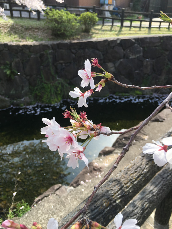 f:id:ujikenorio:20180405220729j:image f:id:ujikenorio:20180405220729j:image