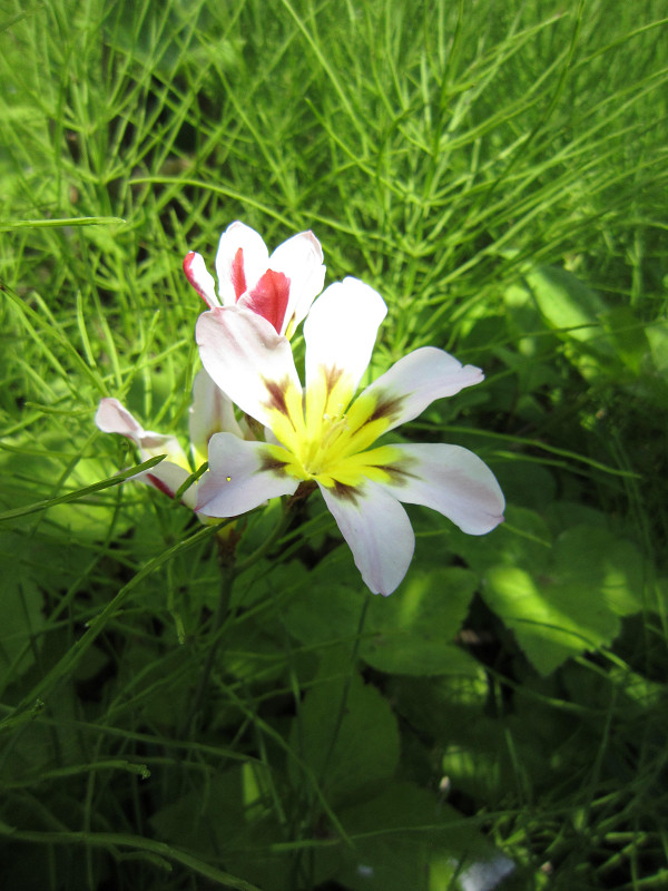 f:id:ujikenorio:20180516195253j:image f:id:ujikenorio:20180516195253j:image