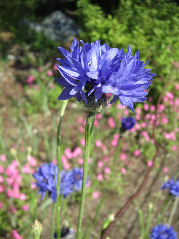 f:id:ujikenorio:20180516195524j:image f:id:ujikenorio:20180516195524j:image