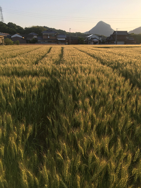 f:id:ujikenorio:20180516200007j:image f:id:ujikenorio:20180516200007j:image