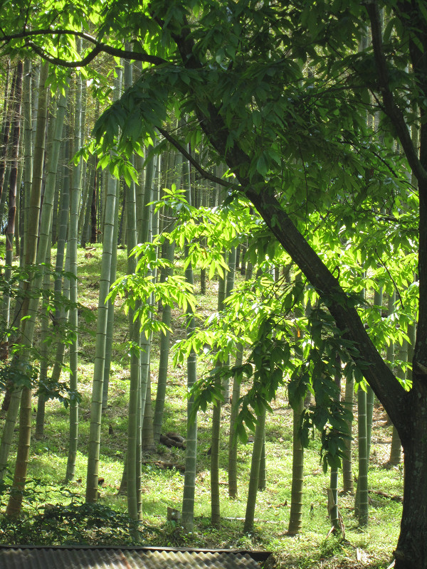 f:id:ujikenorio:20180516200235j:image f:id:ujikenorio:20180516200235j:image