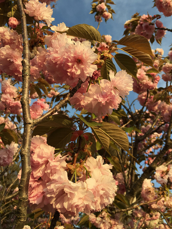 f:id:ujikenorio:20180523192428j:image f:id:ujikenorio:20180523192428j:image