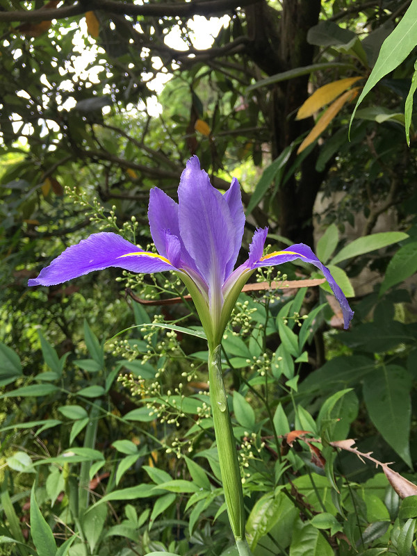 f:id:ujikenorio:20180528204314j:image f:id:ujikenorio:20180528204314j:image