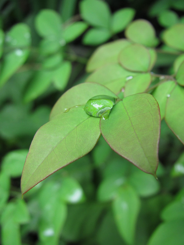 f:id:ujikenorio:20180603161908j:image