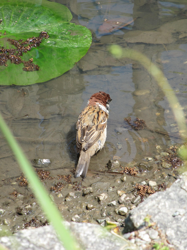 f:id:ujikenorio:20180608212232j:image