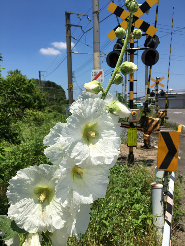 f:id:ujikenorio:20180610211421j:image f:id:ujikenorio:20180610211421j:image