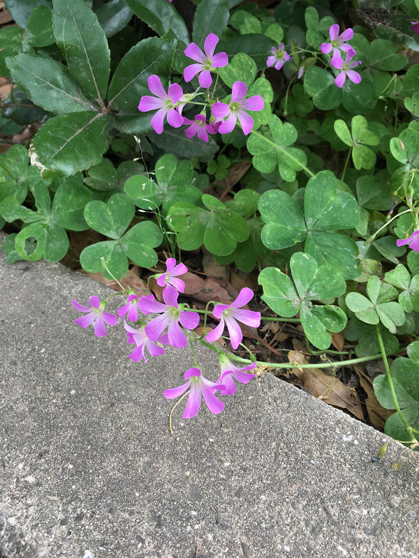 f:id:ujikenorio:20180619195212j:image f:id:ujikenorio:20180619195212j:image